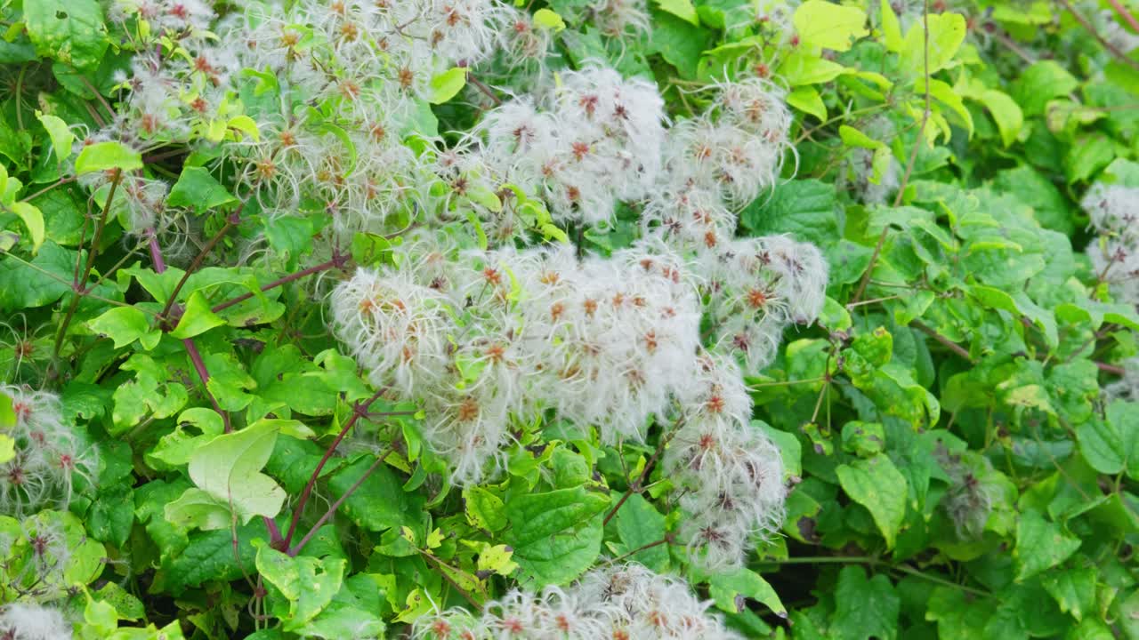 Wild Clematis, Old man's beard plant with white flowers