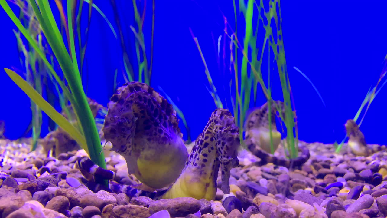 algunos caballitos de mar adheridos a algas en la parte inferior