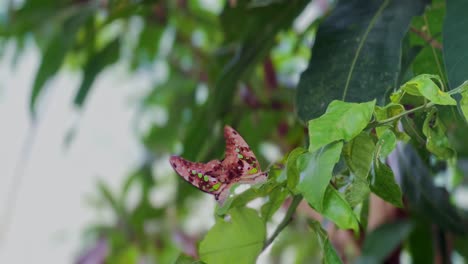 Two-brown-butterflies-perch-on-the-tree-leaves