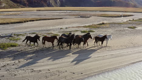 wild criollo horses in the beagle channel within tierra del fuego, argentina. aerial drone shot