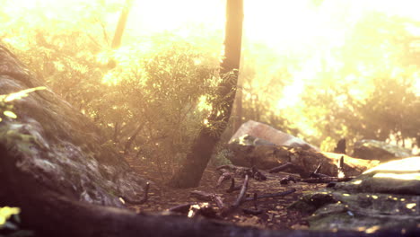 morning sunlight filters through trees in a serene forest