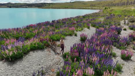 Attraktive-Frau-Geht-Durch-Das-Berühmte-Lupinenblumenfeld-Am-Ufer-Des-Pukaki-sees