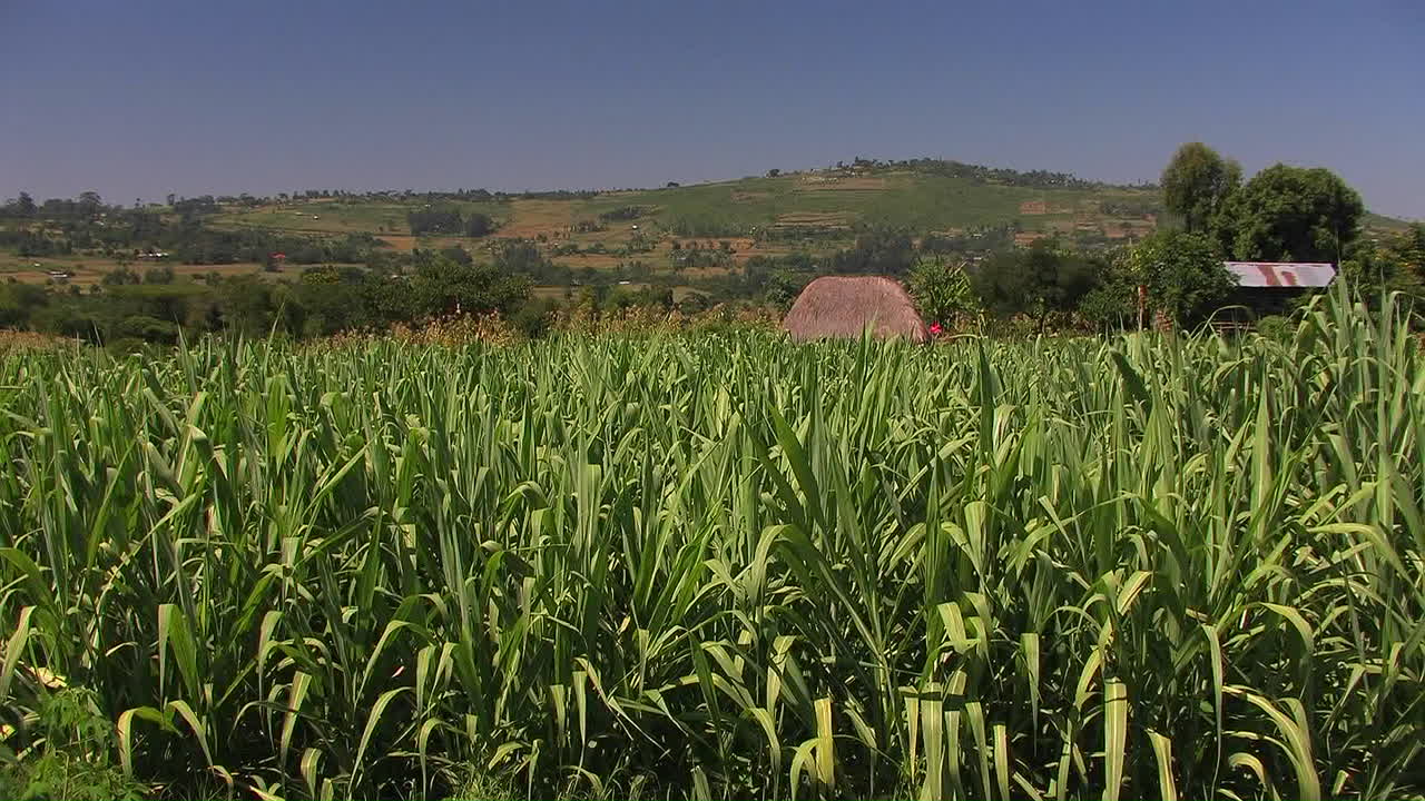 hierba silvestre alta crece en un campo abierto