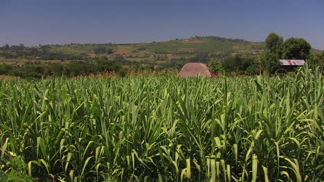 Tall-wildgrass-grows-in-an-open-field