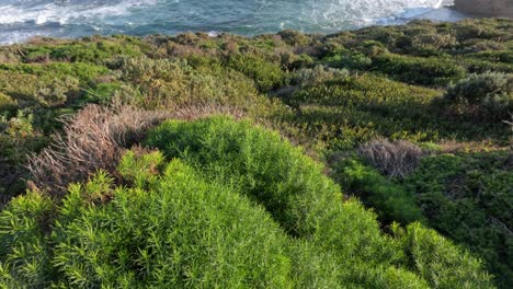 waves crashing against lush coastal vegetation