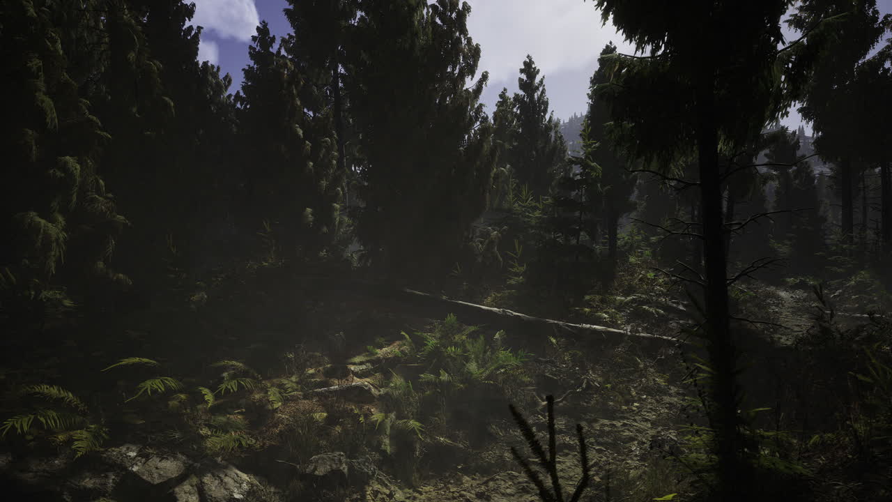 Dense forest filled with tall trees and rich foliage