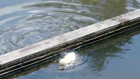 pato bebé bañado en una zanja