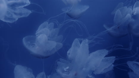 medusas en un acuario azul profundo