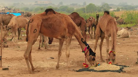 camellos en la feria de pushkar, también llamada feria de camellos de pushkar o localmente como kartik mela es una feria anual de varios días de ganado y cultural que se celebra en la ciudad de pushkar, rajasthan, india.