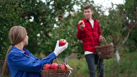 people enjoying and admiring big ripe red apples picked in the garden. woman sits and holds a basked of fruit, taking some and showing to the boy at backdrop. blurred background.
