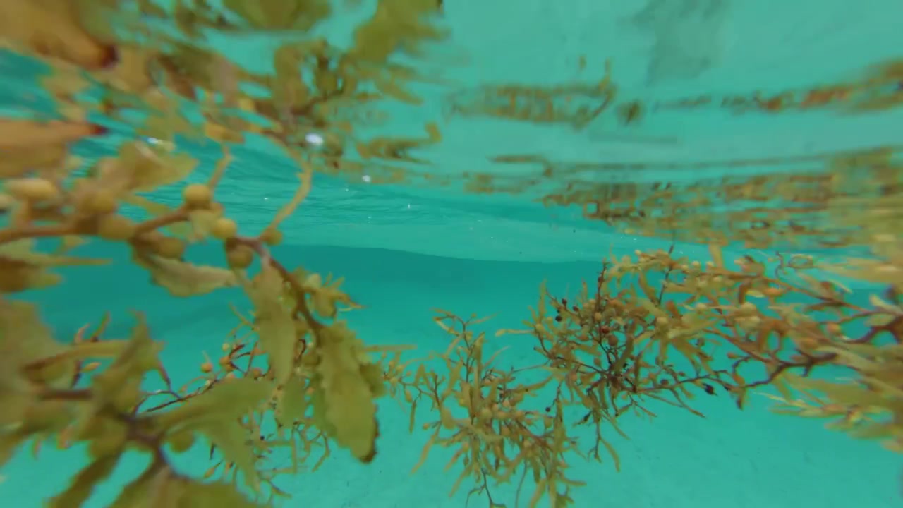 A submerged view underwater looking up through clear turquoise ocean water at brown seaweed and marine flora floating near the surface