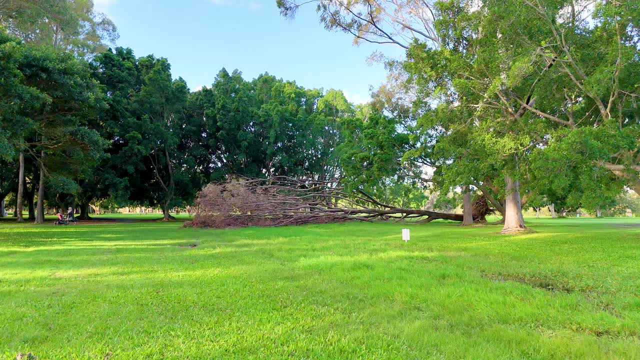 A tree collapses in a lush park setting under clear skies, captured in sequential frames
