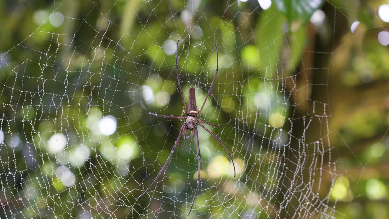slow motion shot of a venomous spider at the centre of a web in the woods