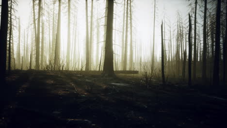 Cenizas-Negras-De-Pino-Canario-Después-De-Un-Incendio-Forestal