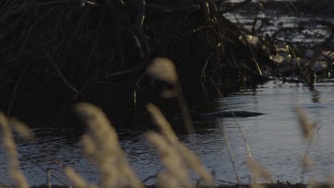 Beaver-swimming-in-calm-lake-water-at-dawn-and-dusk