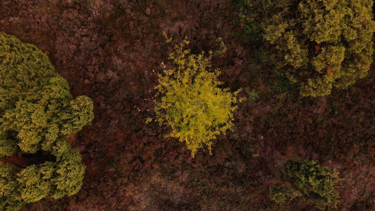 위에서 본 밝은 색의 자작나무는 더 어두운 색의 헤더 필드의 더 넓은 황무지 주변을 천천히 드러냅니다.