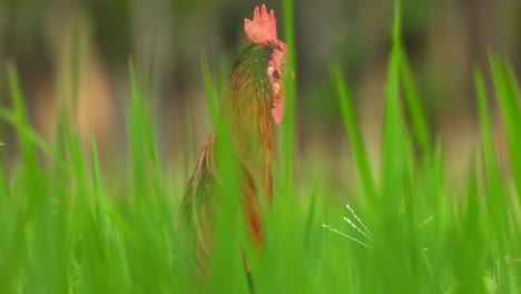 beautiful hen in green grass - rice grass