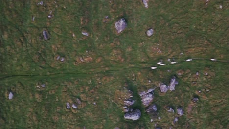 aerial shot of six sheep running along a pathway in a line between rocks in a grassy field in new zealand