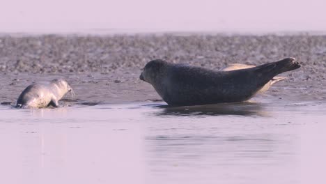 Foca-Común-Madre-Viendo-A-Su-Cría-De-Foca-Emerger-Del-Agua