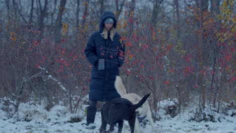 Ein-Schönes-Kleines-Mädchen,-Das-Hunde-Im-Weißen-Schnee-Von-Husky---Sibirien-Spaziert