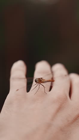 red dragonfly sits down onto man hand in green summer park closeup slow motion. person plays with insect. friendship of human and wild nature