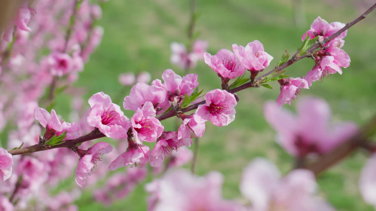 Blooming Peach Trees with Pink Flowers on a Bright Spring Day