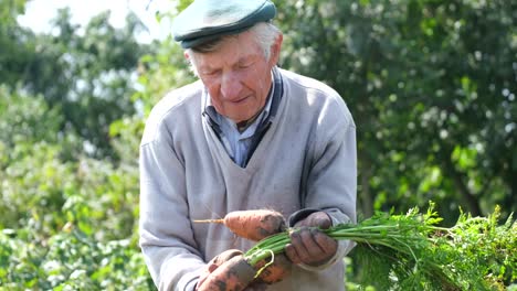 a senior male farmer is standing in a field and holding freshly picked carrots freshly picked a senior male farmer is standing in a field and holding freshly picked carrots farmers hands holding fresh carrots harvesting and gardening concept
