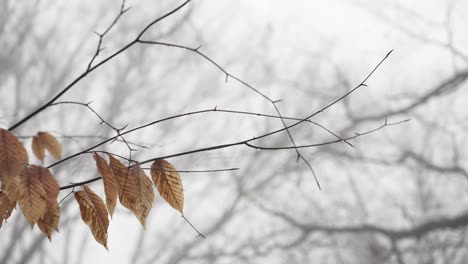 Movimiento-Lento-A-Través-De-Ramas-De-Hojas-Muertas-Y-Rocío-De-Invierno