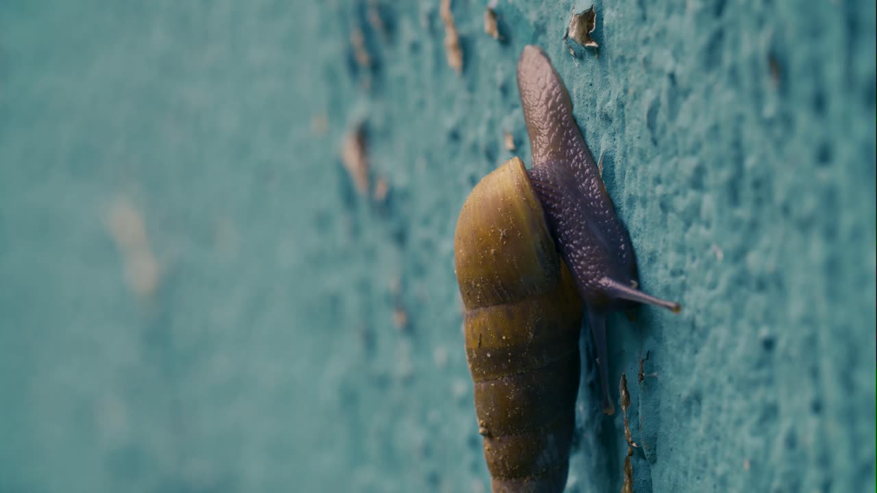 caracol de tierra de jardín trepando en una pared verde