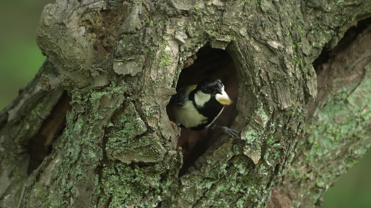나무 구멍에 둥지에서 배설물을 들고 일본 가슴