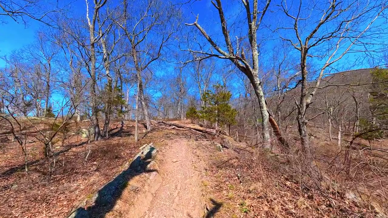 Vandresti gennem skov med træ med beskadiget bark på Mount Tammany. En solrig grussti stiger op ad en bjergside gennem nøgne træer og klipper ved Mount Tammany Delaware Water Gap.