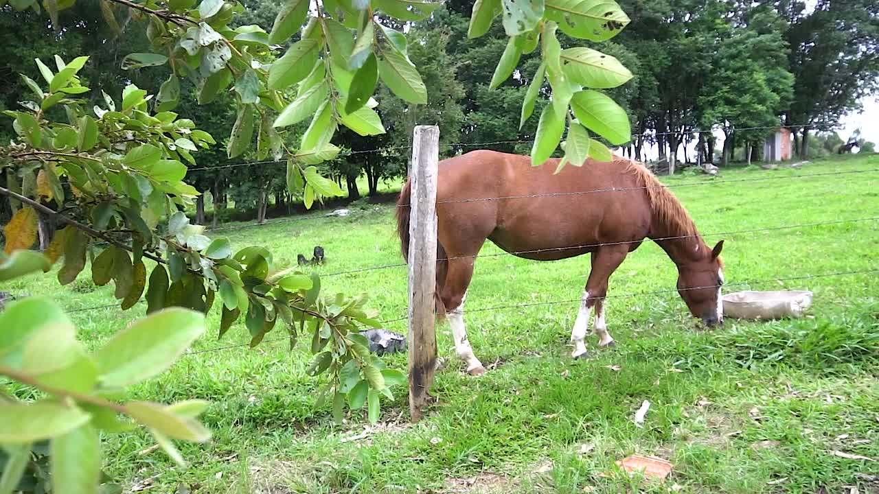 브라질에서 여름 동안 열린 들판에서 잔디를 먹는 말