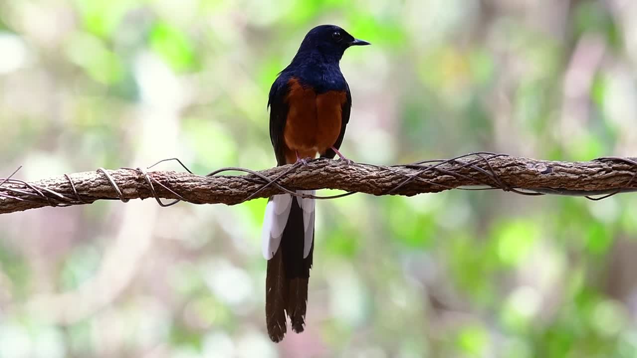 shama de rabadilla blanca encaramado en una vid con fondo bokeo del bosque, copsychus malabaricus, en cámara lenta