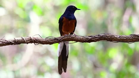 Shama-De-Rabadilla-Blanca-Encaramado-En-Una-Vid-Con-Fondo-Bokeo-Del-Bosque,-Copsychus-Malabaricus,-En-Cámara-Lenta