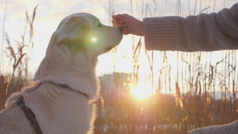 Woman-giving-a-treat-to-her-dog-while-walking-in-a-snowy-park-on-a-clear-winter-day