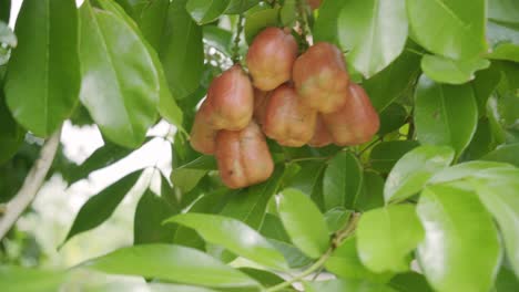 close up of ripe and organic ackee exotic brown tropical fruits on tree organic and nutritional island food