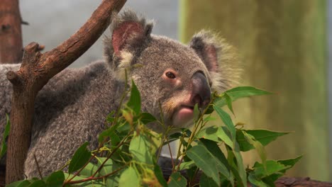koala herbívoro esponjoso, phascolarctos cinereus comiendo deliciosas hojas de eucalipto en el santuario de vida silvestre, primer plano