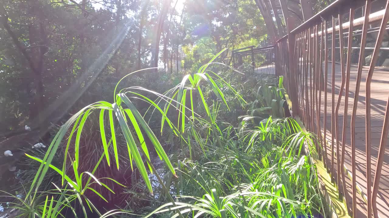 울창 한 초록색 으로 둘러싸인 빛 이 빛나는 산책로