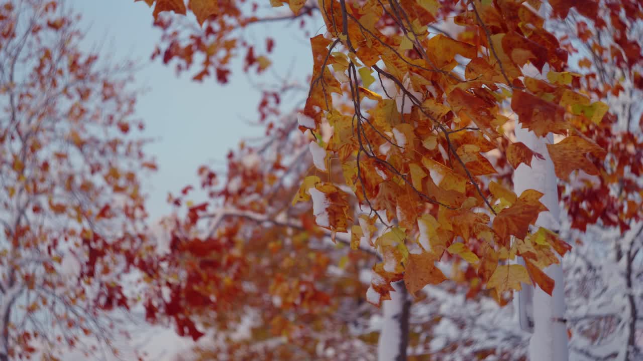 Maple Leaves In Autumn Color Blowing In The Wind In Winter. - static shot