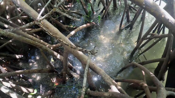 Water Rippling Through Mangrove Forest, 4K