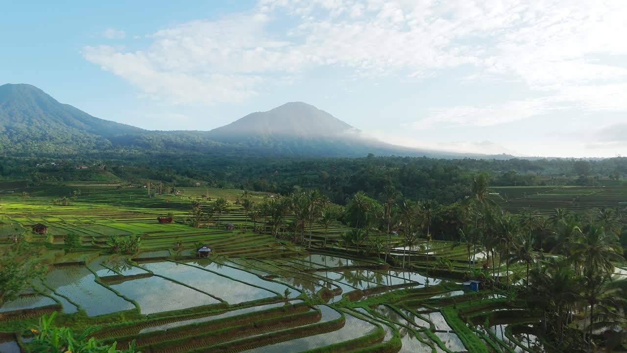 Drone pullback above palm trees and Jatiluwih rice terraces in Bali, lush green fields reflecting sky in water and distant hills