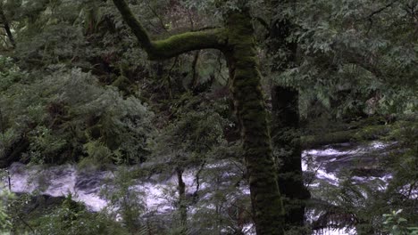 Schnell-Fließender-Fluss-Im-Wald