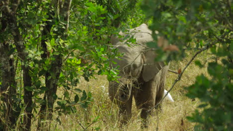 baby elephant eating and playing in between bushes, kenya