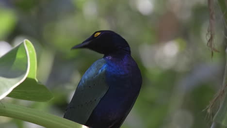 beautiful purple starling perch on tree branch close up