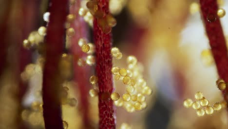 flower abutilon pollen microscopic view focus ramp