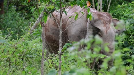 los elefantes asiáticos son especies en peligro de extinción y también son residentes de tailandia