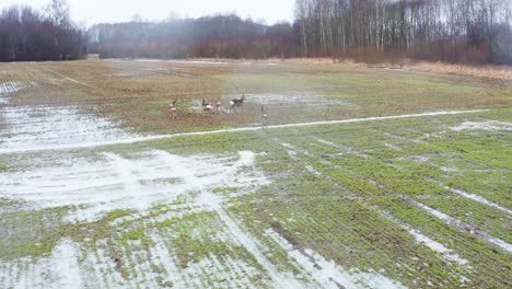 Aerial-view-of-roe-deer-herd-walk-on-green-farmland-toward-forest,-rainy-weather