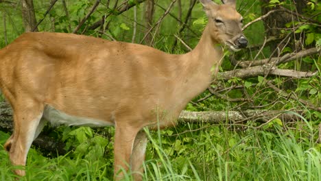 a white tail deer in the clearing of the woods chewing on leafy tall green grass