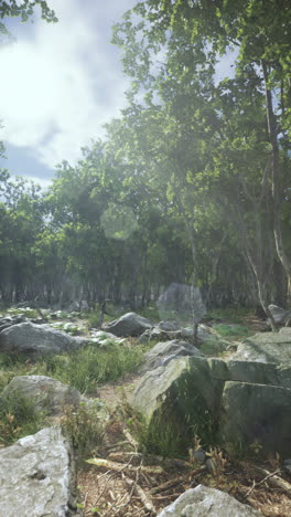 sunlit forest path with rocks