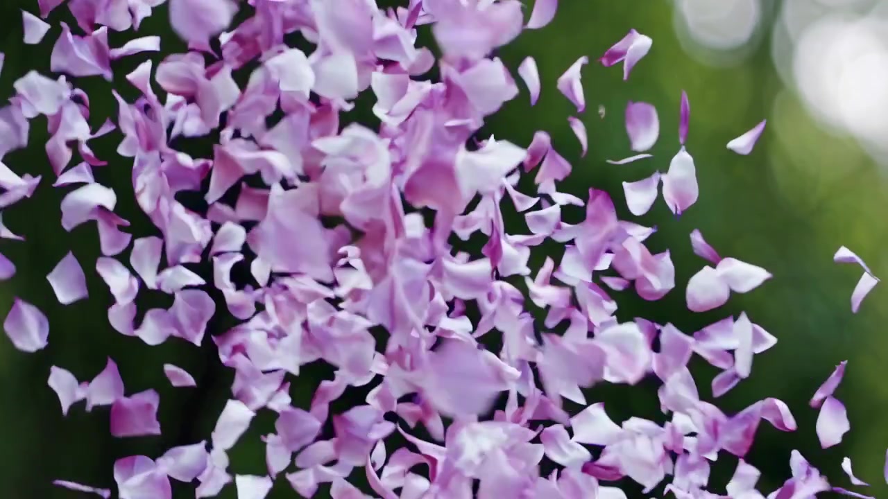 Delicate Pink and White Flower Petals Falling in Slow Motion